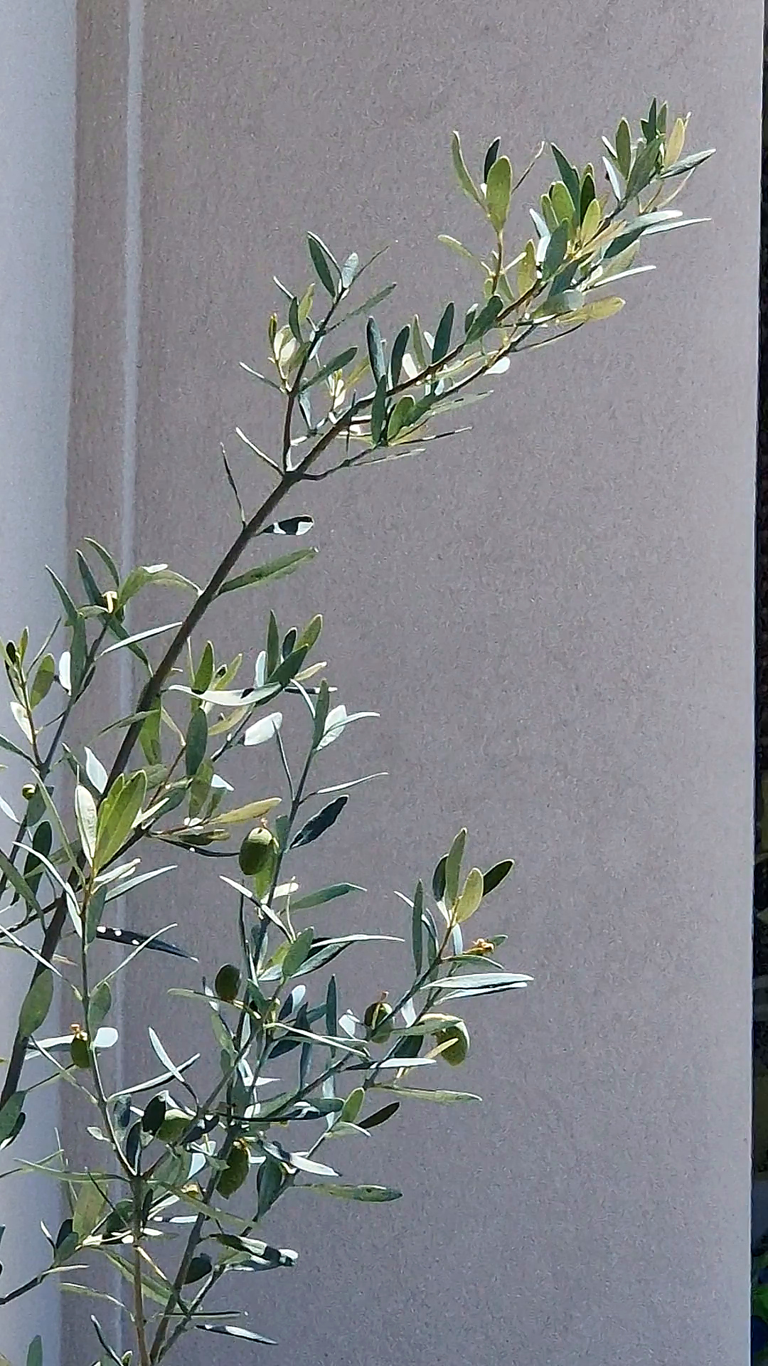 Olive branch against the pale plaster wall